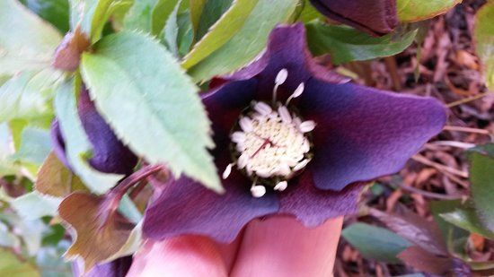 Poets Cottage Shrub Nursery